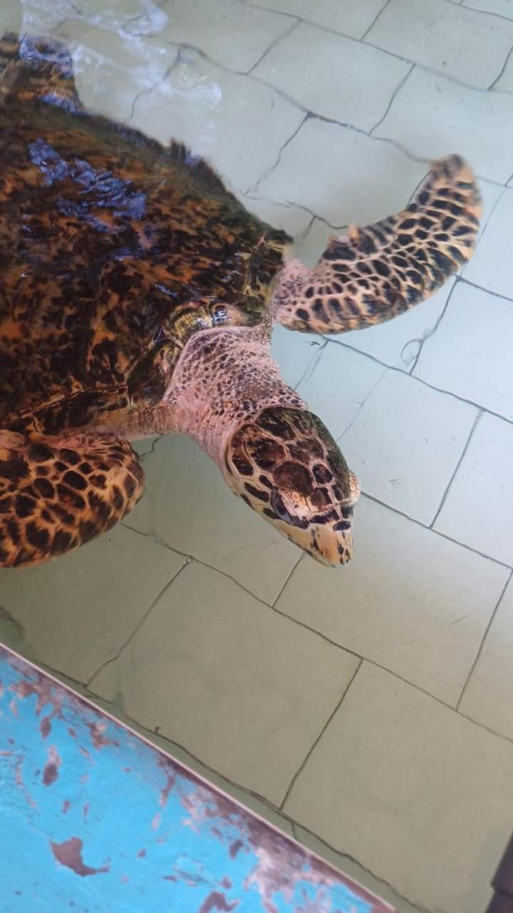 The Beach Bungalows & Turtle Sanctuary Pemuteran Exterior foto
