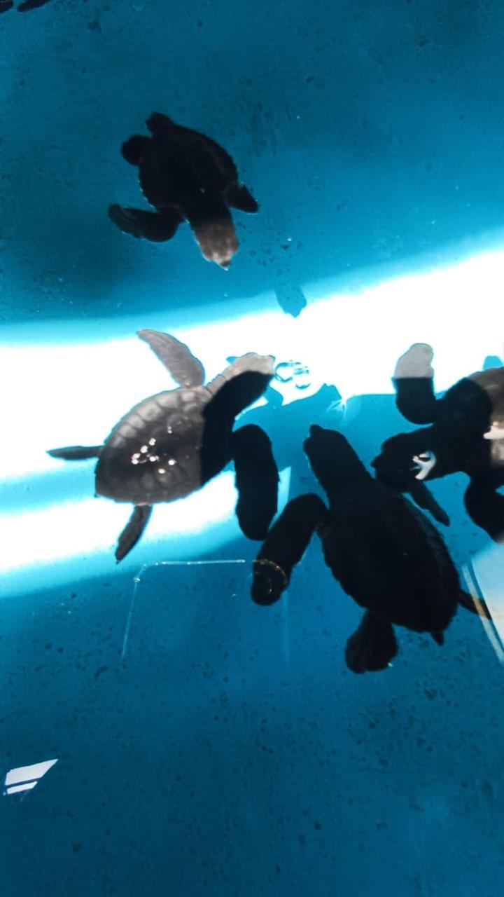 The Beach Bungalows & Turtle Sanctuary Pemuteran Exterior foto
