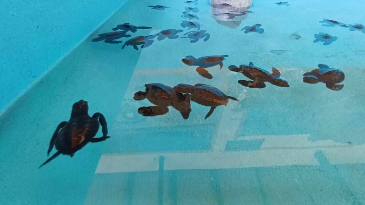 The Beach Bungalows & Turtle Sanctuary Pemuteran Exterior foto