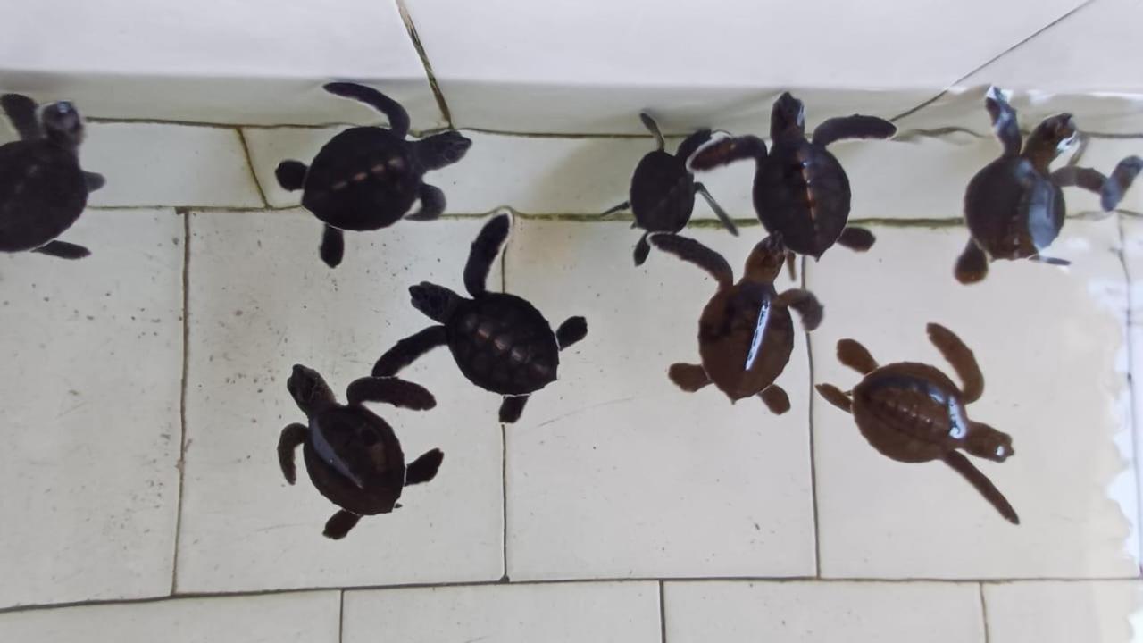 The Beach Bungalows & Turtle Sanctuary Pemuteran Exterior foto